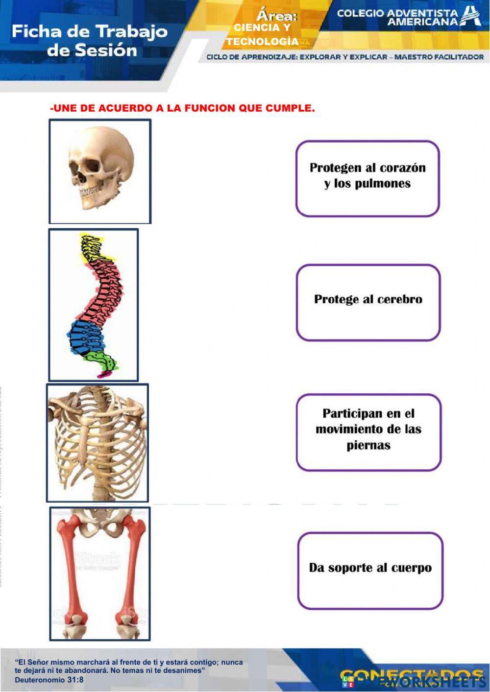Sistema locomotor