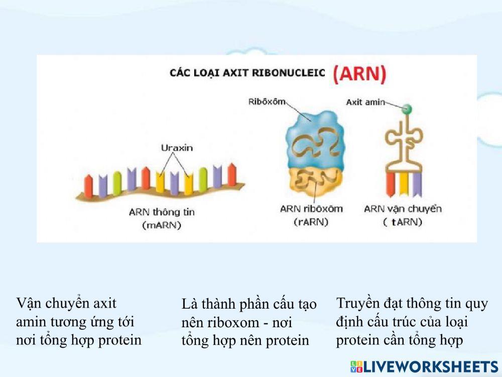 Bài 17. Mối quan hệ giữa gen và ARN