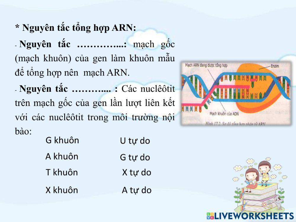 Bài 17. Mối quan hệ giữa gen và ARN