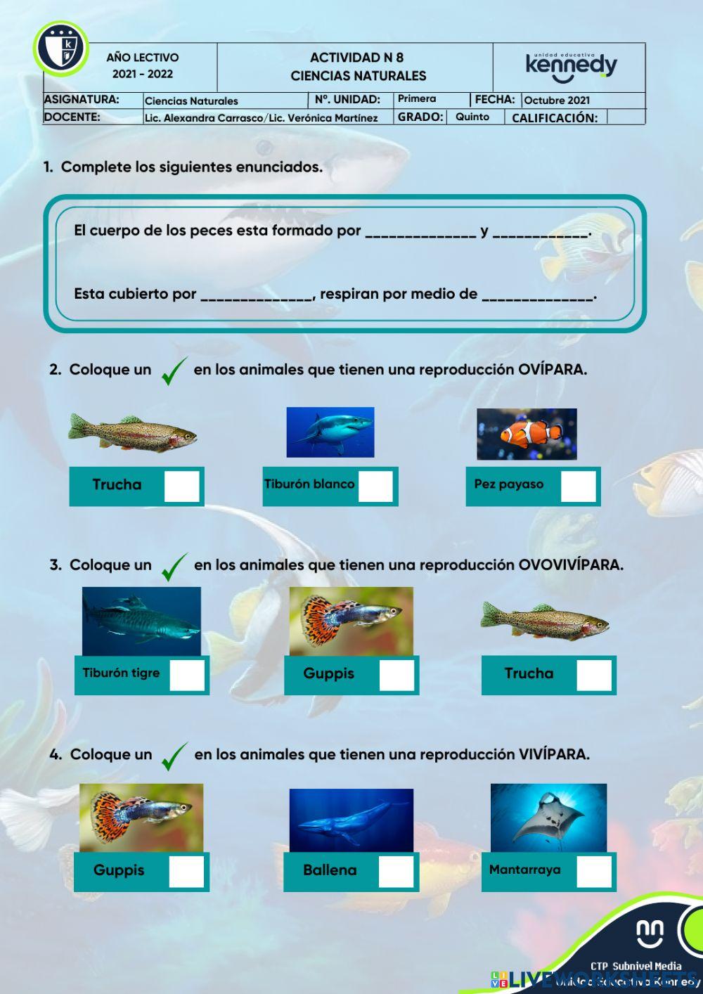 Los peces y su reproducción Los peces y su reproducción