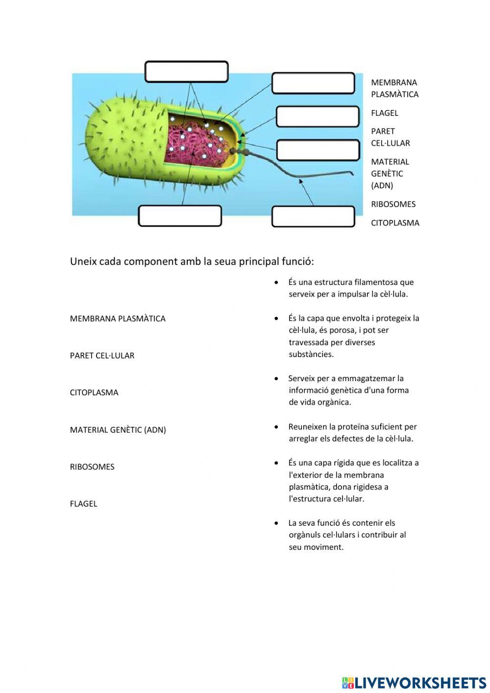 Cèl·lula Procariota
