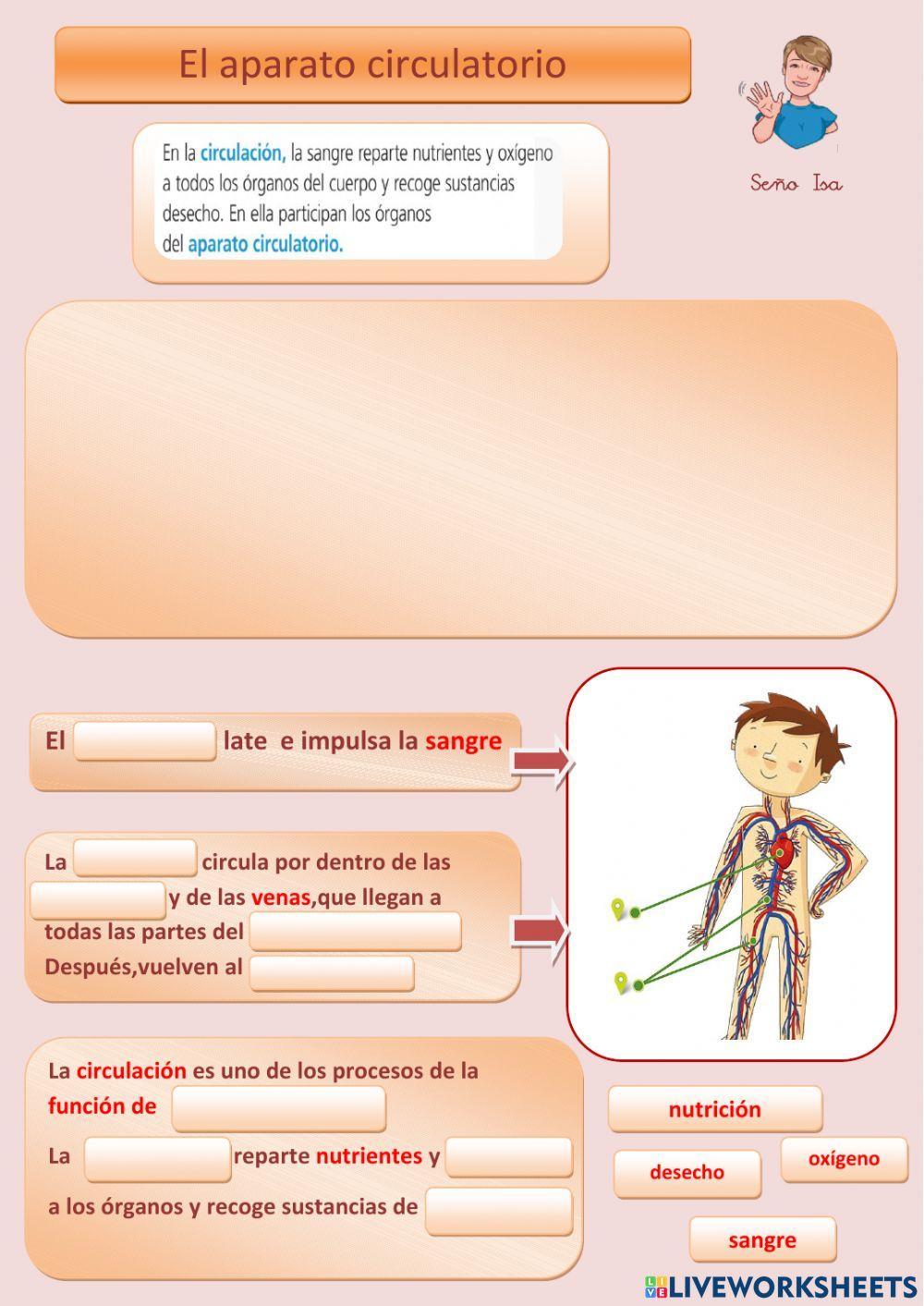 El aparato circulatorio y el aparato excretor El aparato circulatorio y el aparato excretor