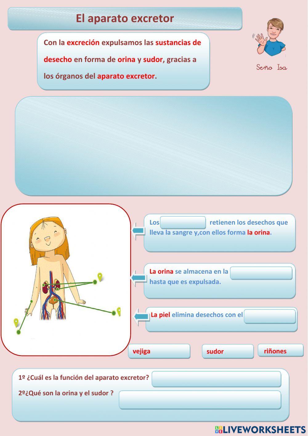 El aparato circulatorio y el  aparato excretor