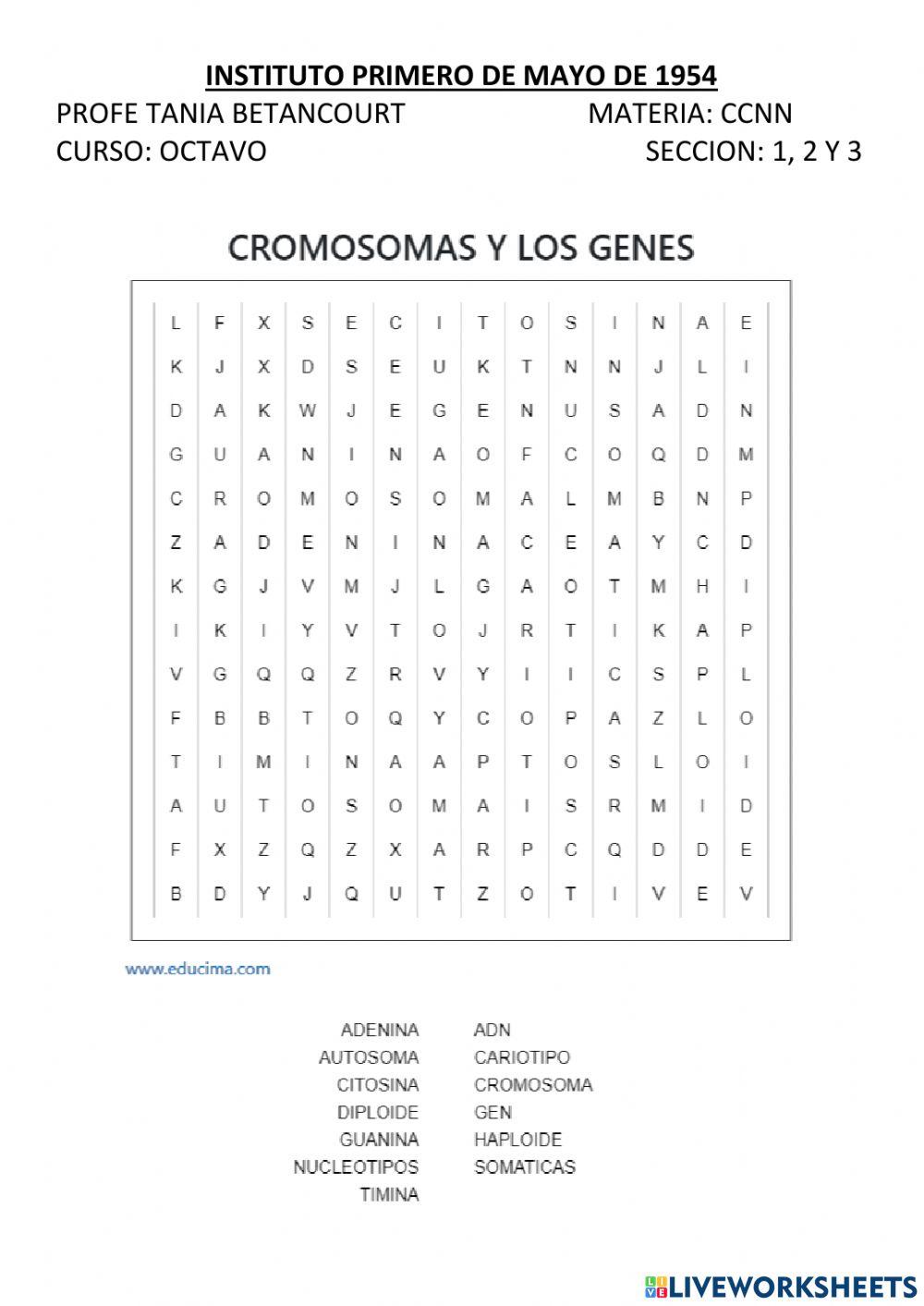 LOS CROMOSOMAS Y LA HERENCIA