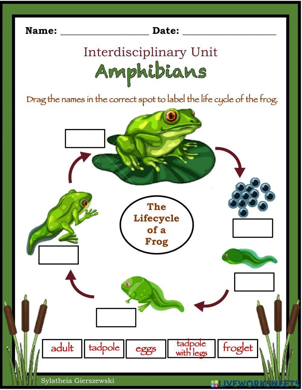 Life Cycle of a Frog