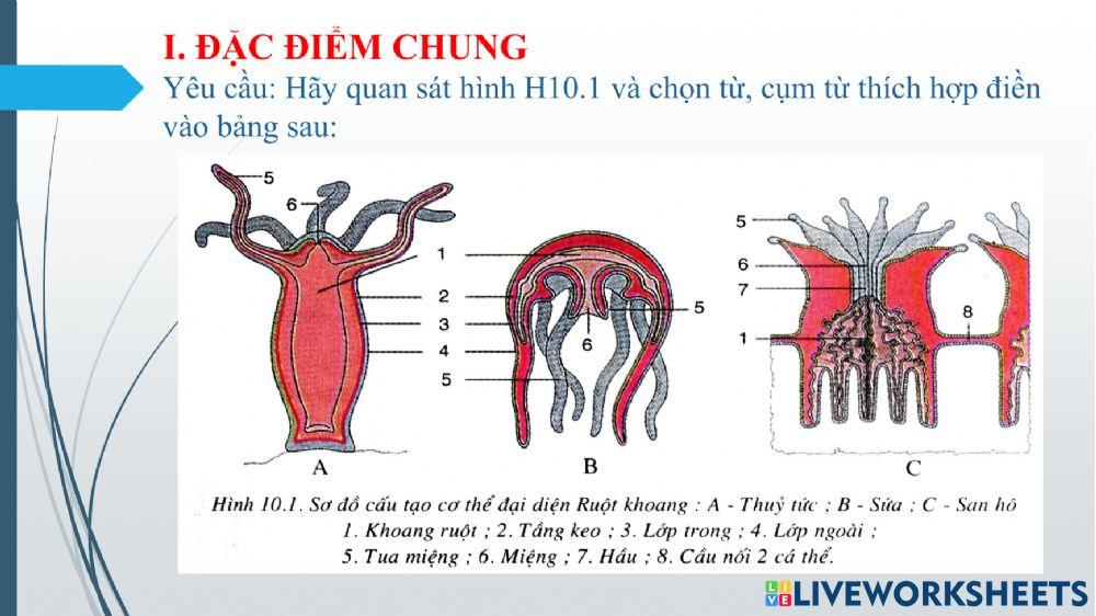 Pht - đặc điểm chung và vai trò ngành ruột khoang