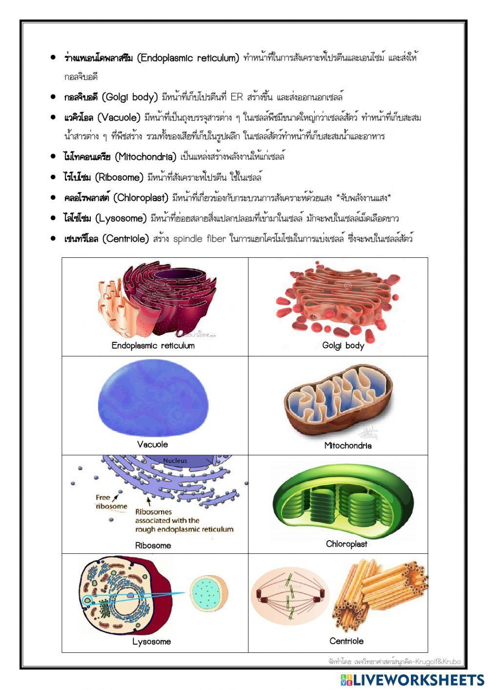 แบบทดสอบวิชาวิทยาศาสตร์ ชั้นมัธยมศึกษาปีที่ 1