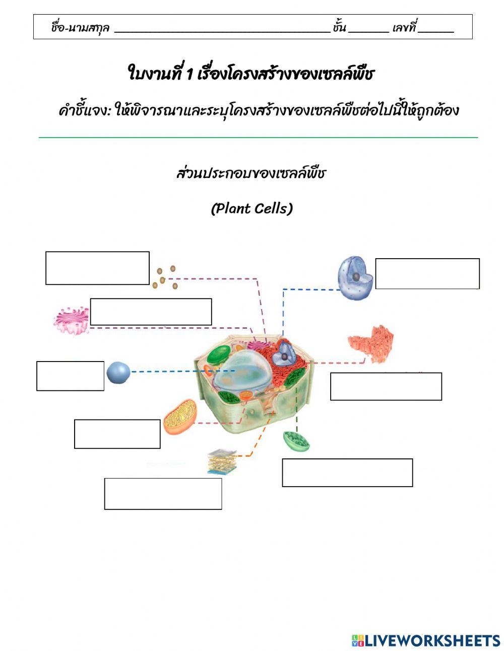 แบบฝึกหัดเรื่อง เซลล์พืช