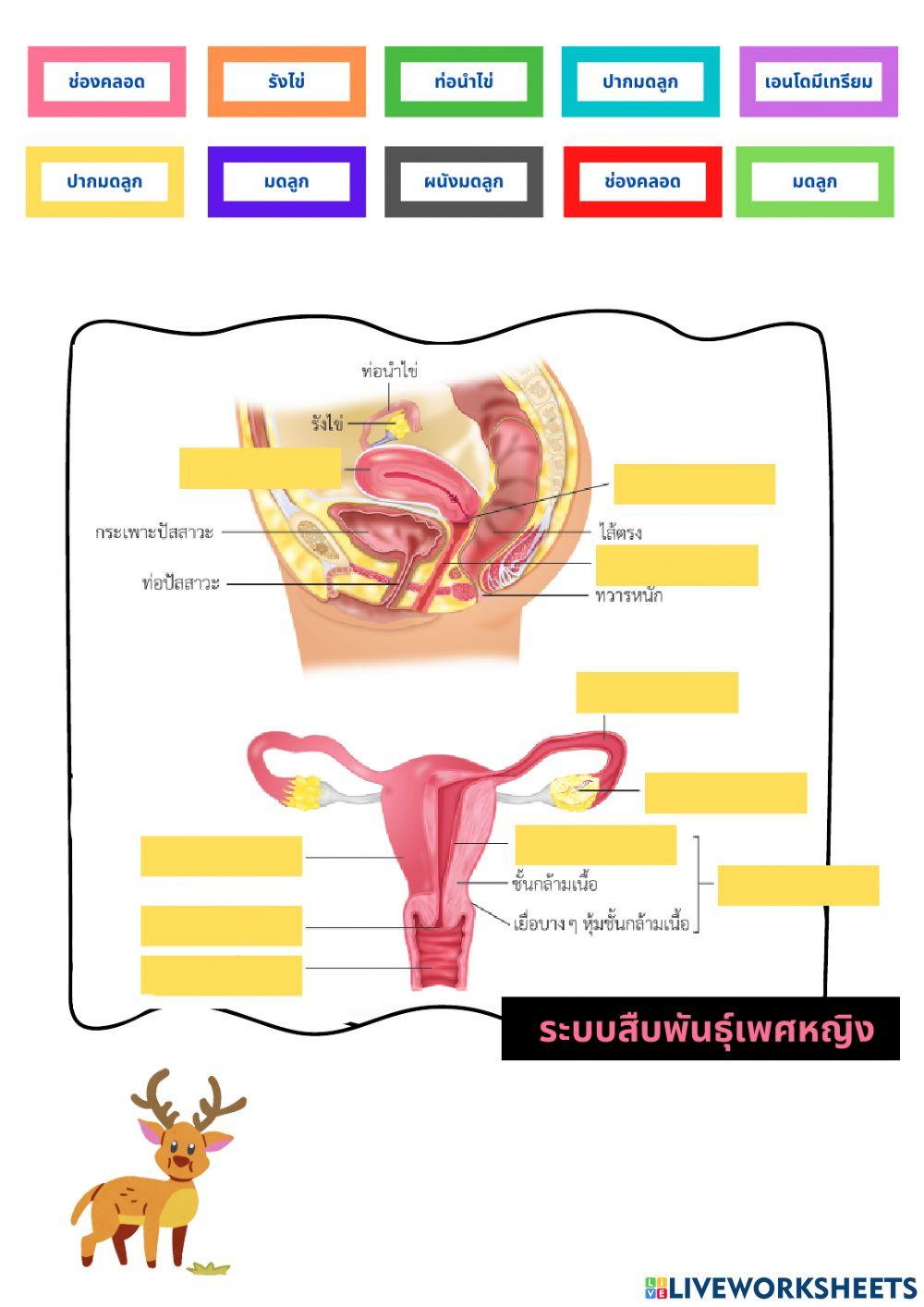 การสืบพันธุ์ของมนุษย์ 6-5