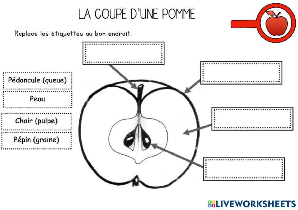Coupe d'une pomme
