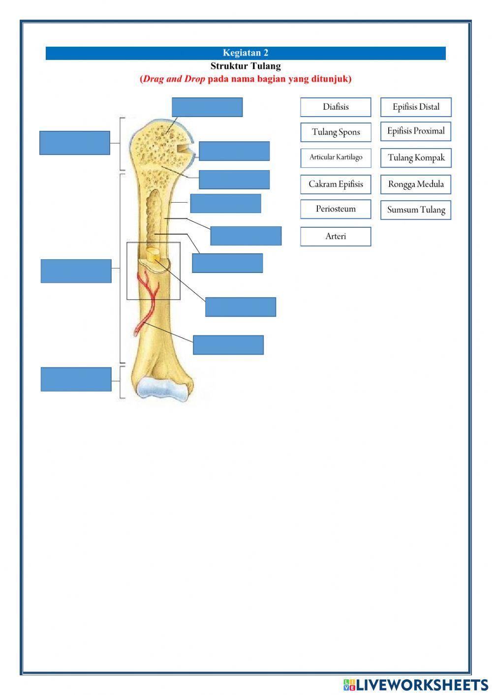 Lembar Kerja Peserta Didik KD 3.5 Sistem Gerak