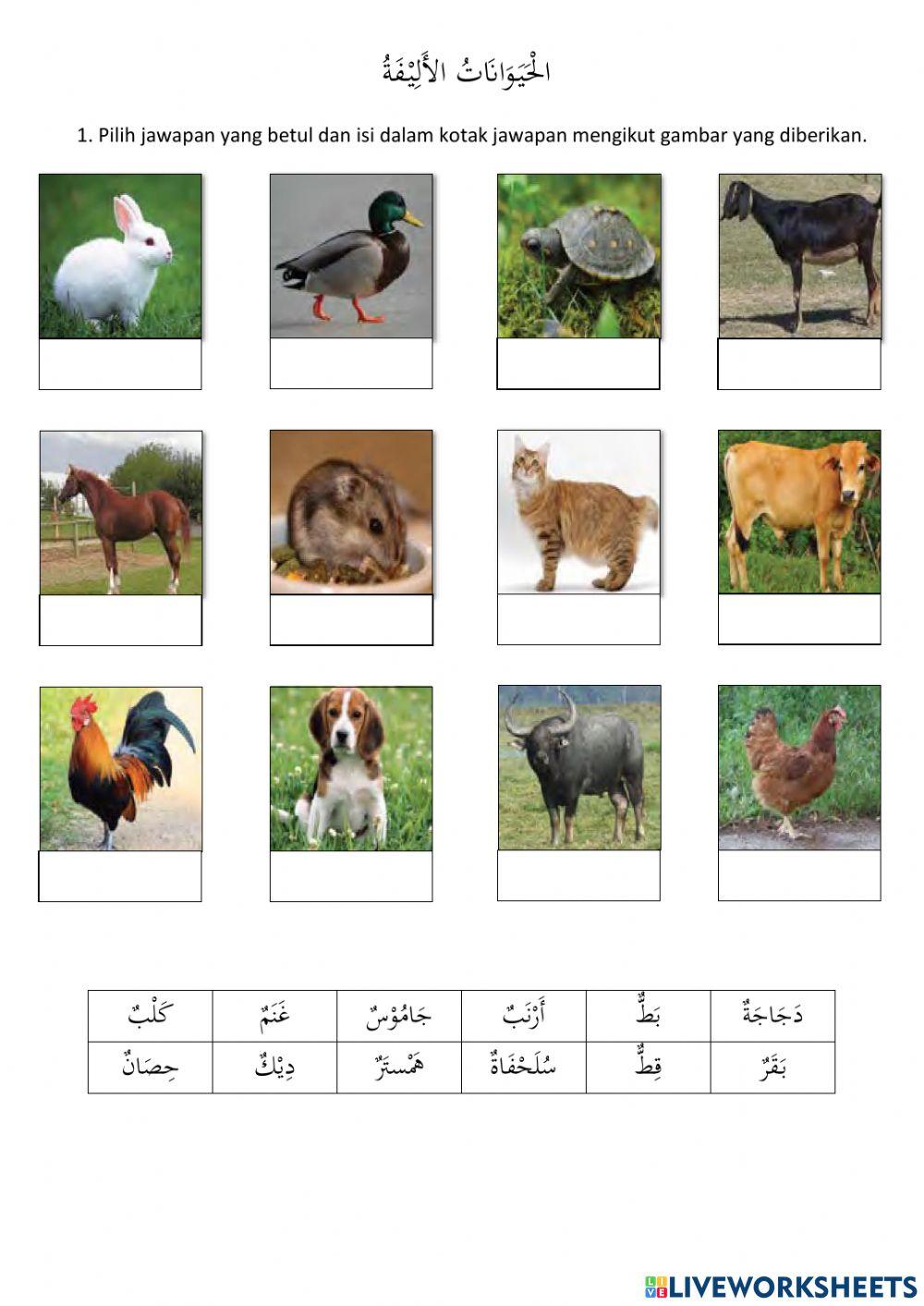 الْحَيَوَانَاتُ الأَلِيْفَةُ