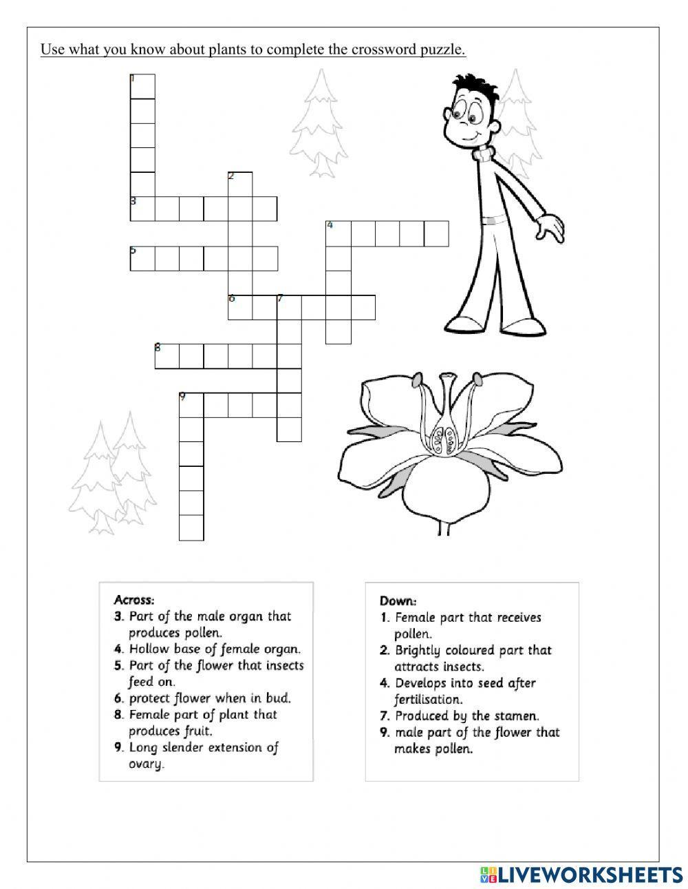 Parts Of A Flower Crossword Worksheet