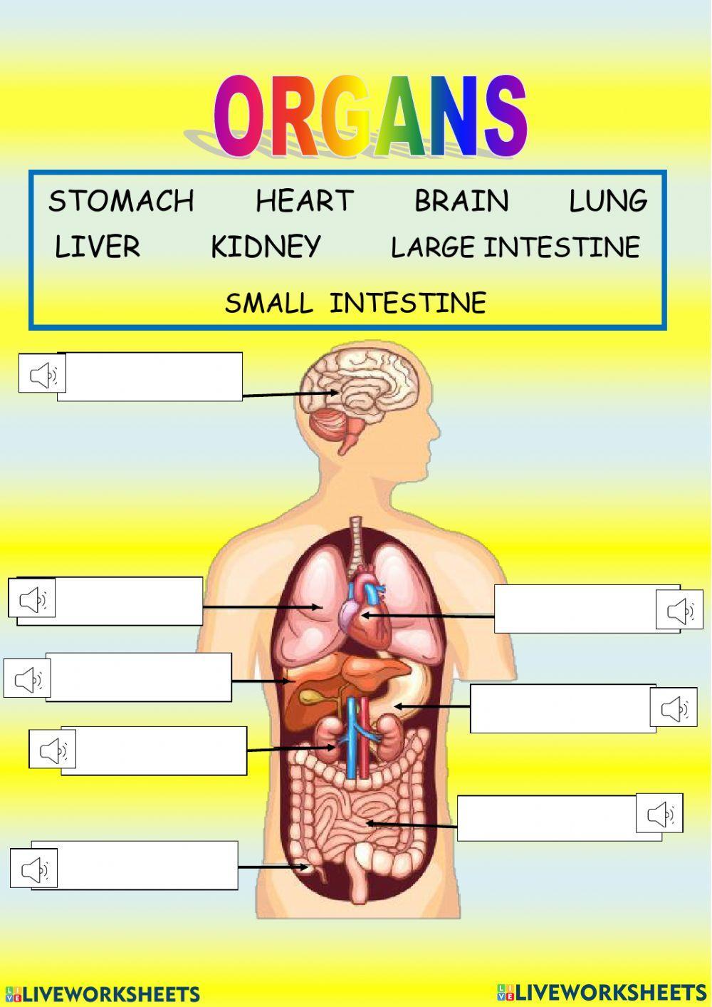 Body organs