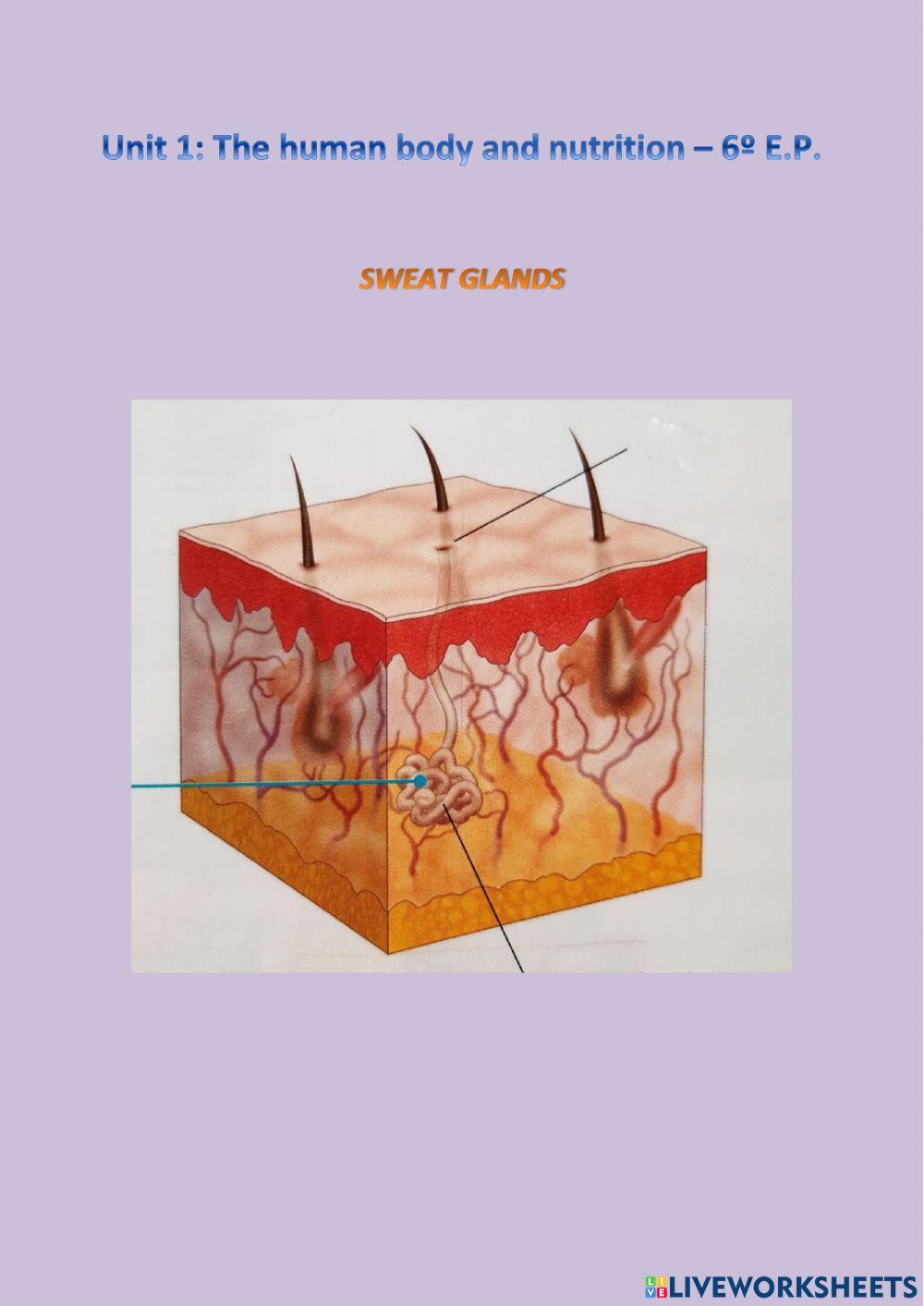 Sweat glands | LiveWorksheets | 1477132
