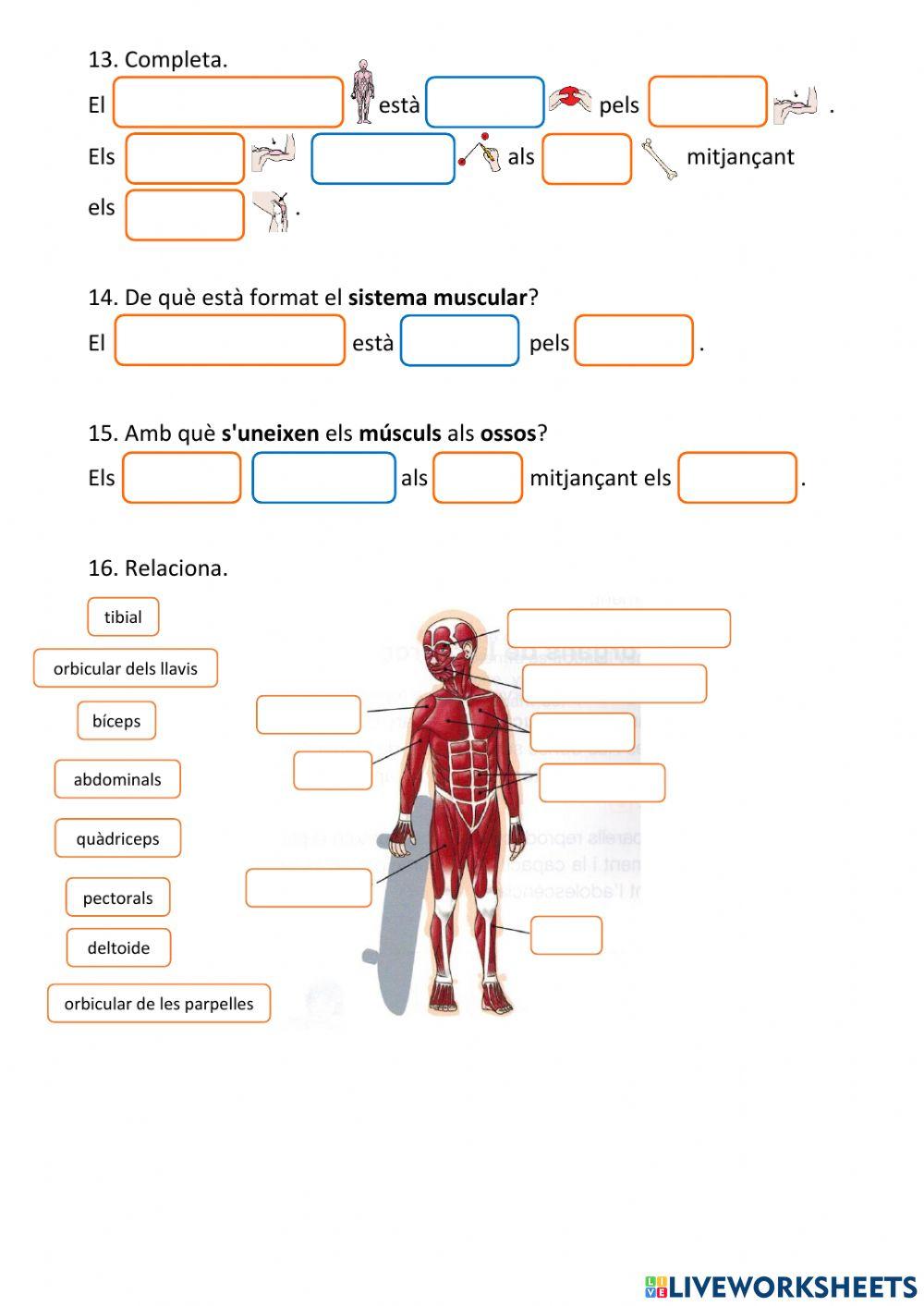 Les funcions vitals - la relació (3)