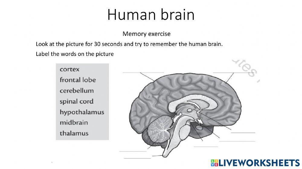 Human brain