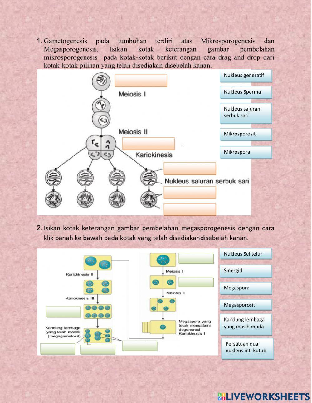 Gametogenesis pada Tumbuhan