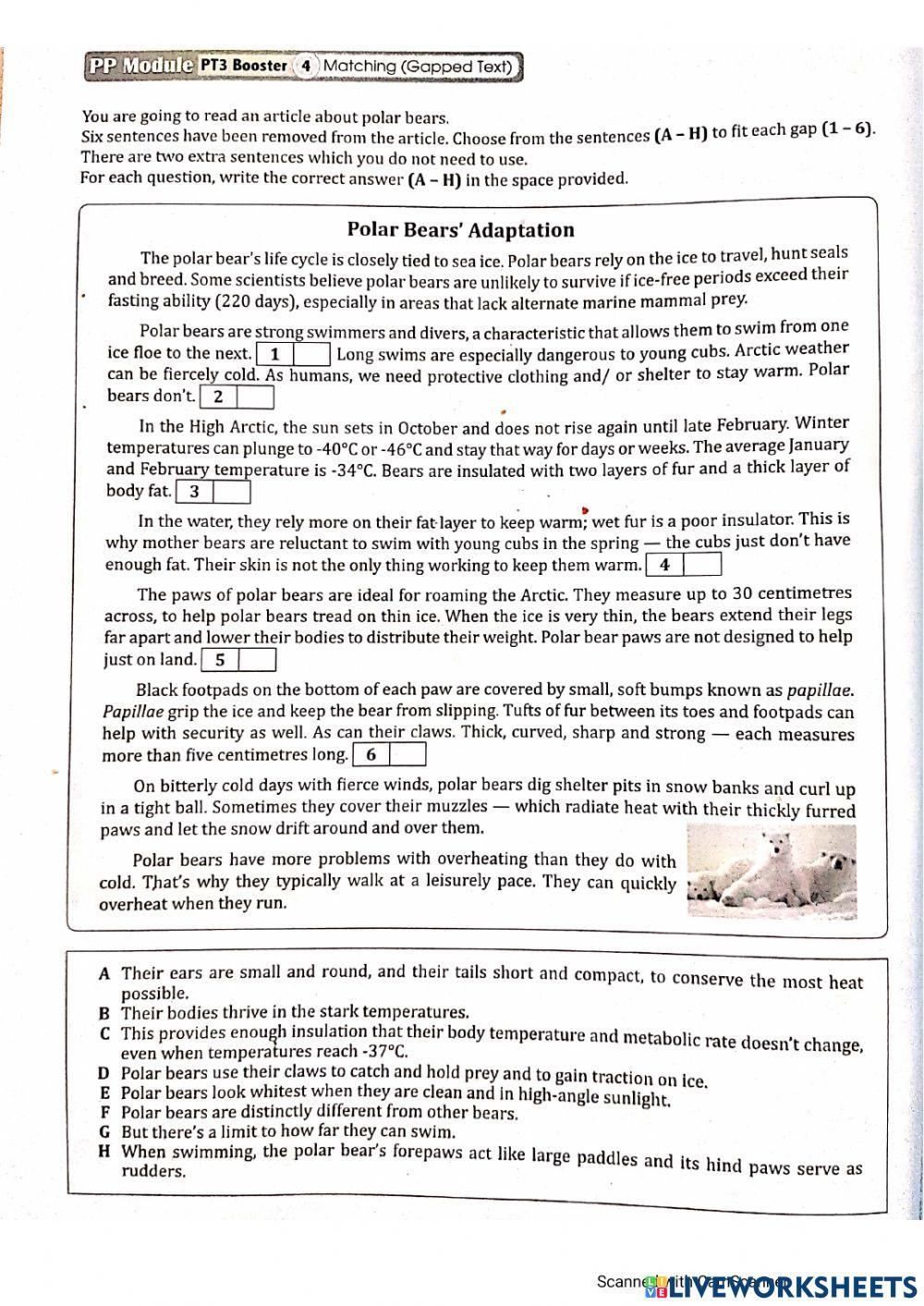 Polar Bears' Adaptation