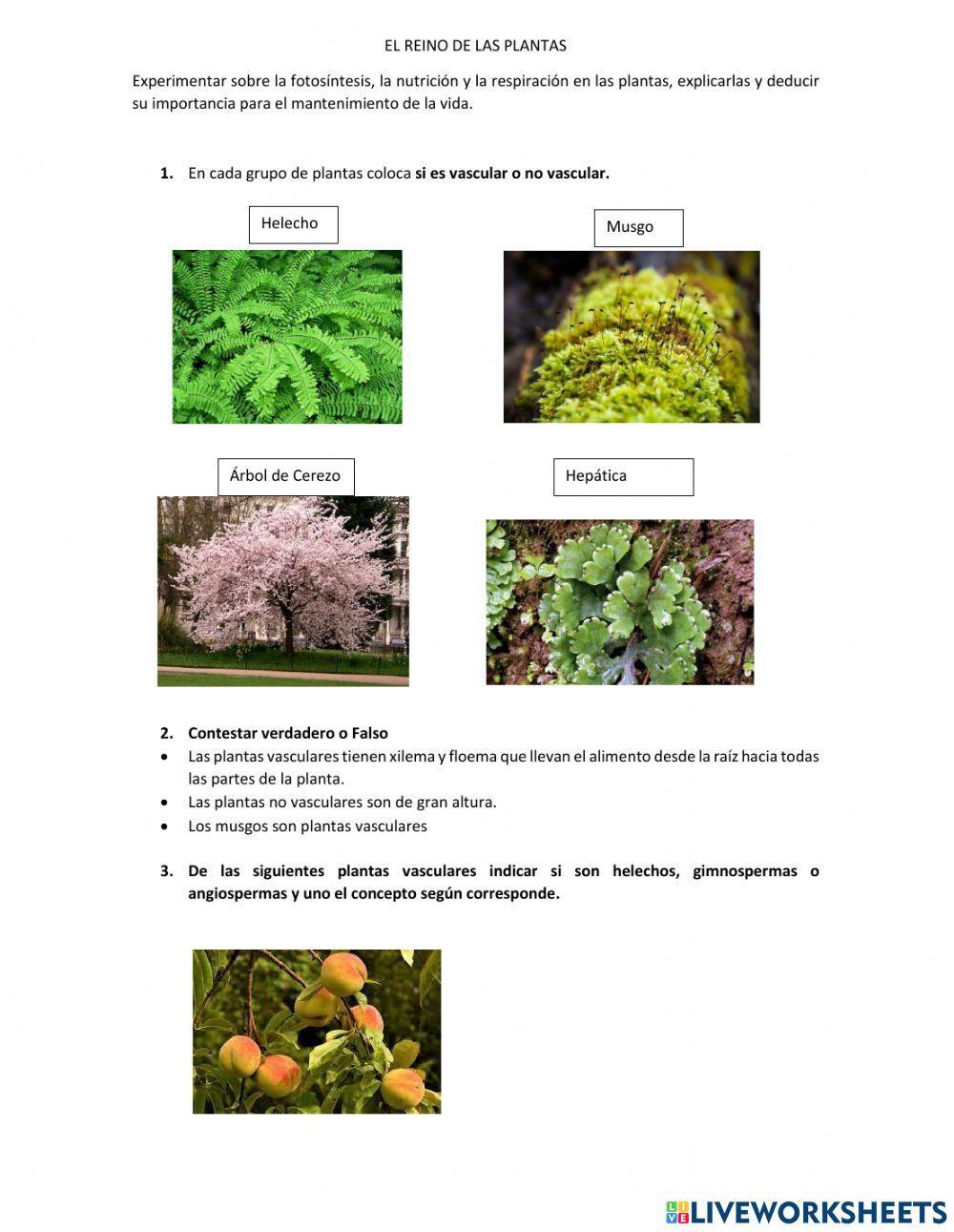 Plantas vasculares y no vasculares