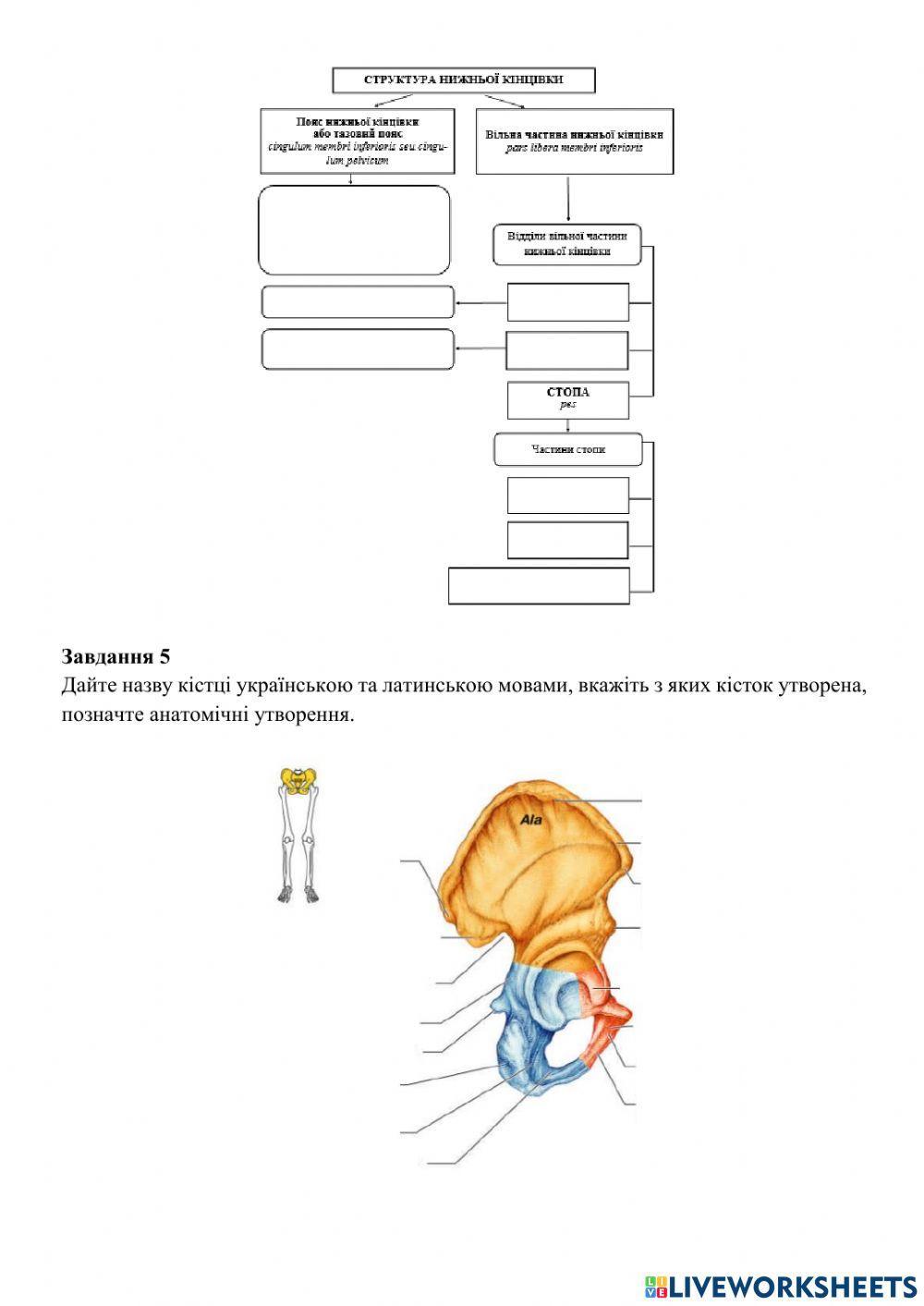 Скелет верхньої та нижньої кінцівок