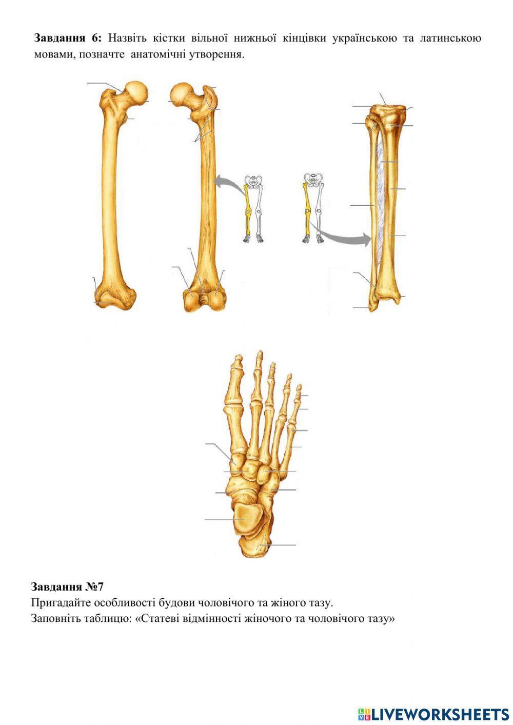 Скелет верхньої та нижньої кінцівок