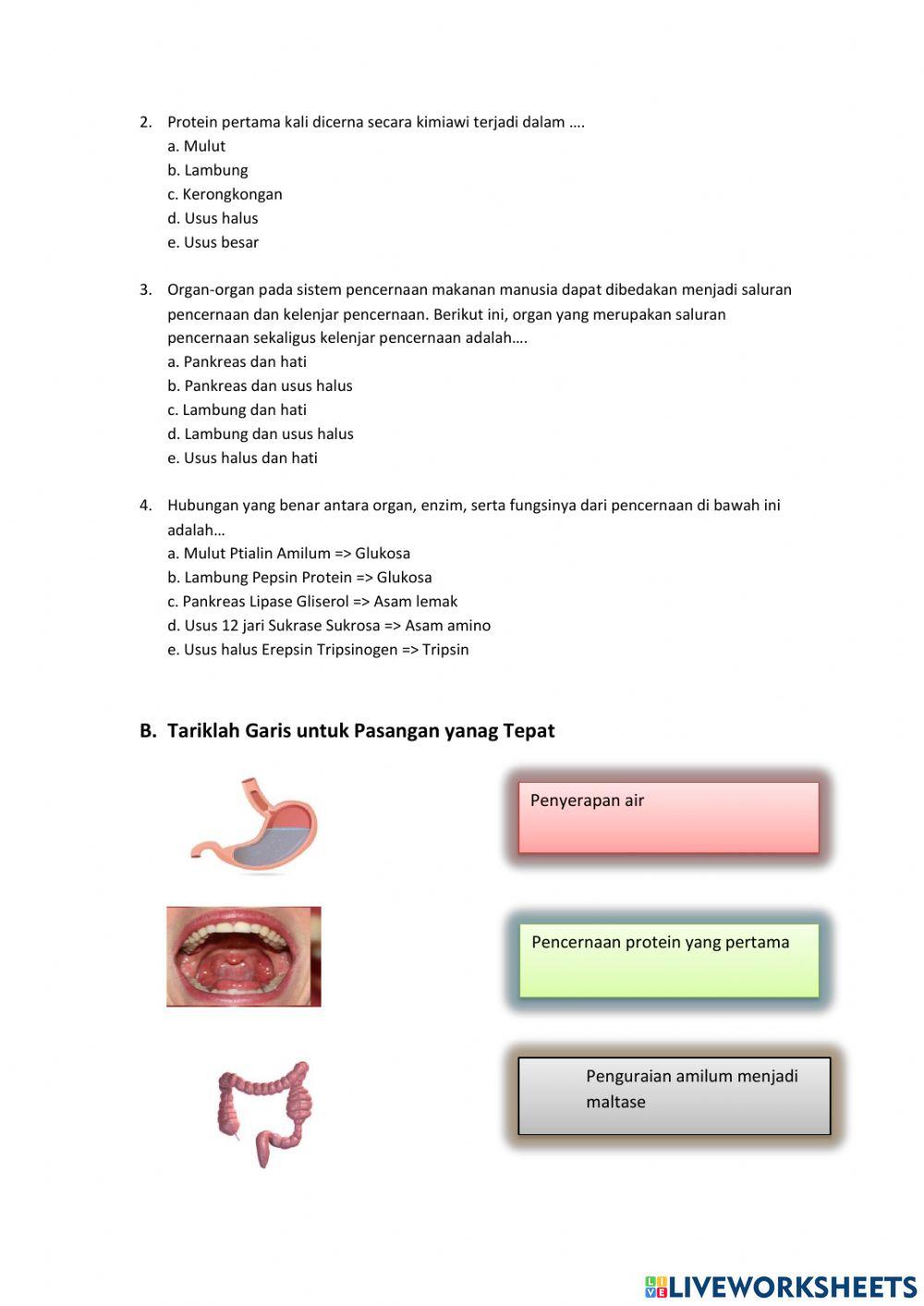 Sistem Pecernaan manusia