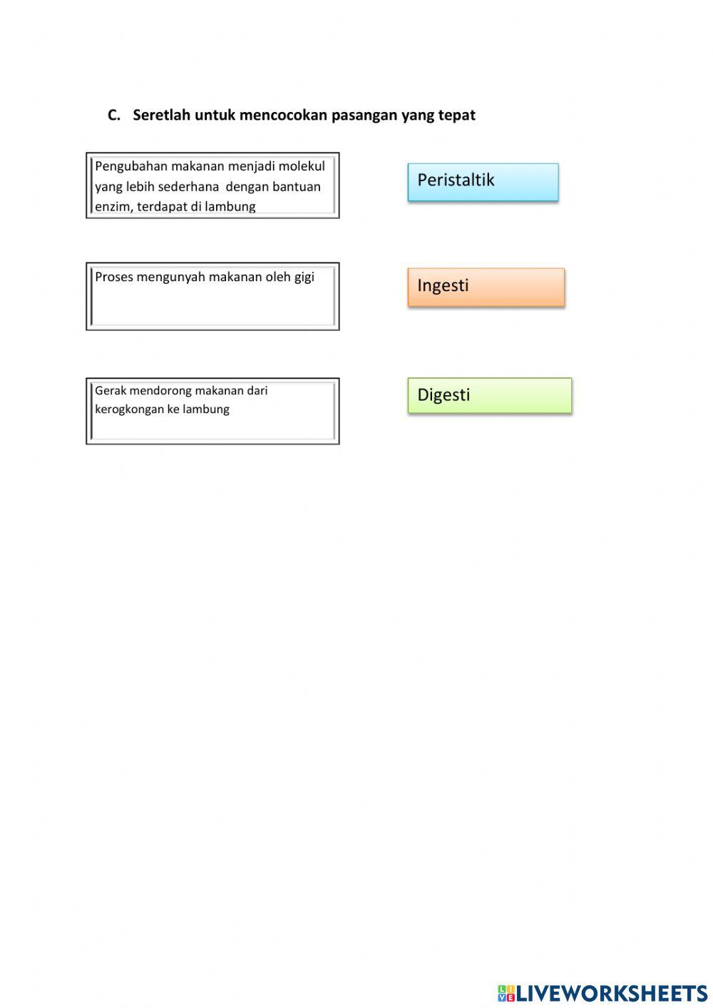 Sistem Pecernaan manusia