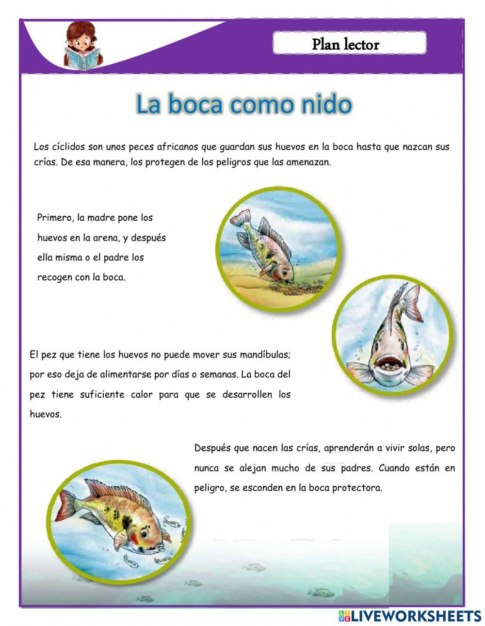 PLAN LECTOR:LA BOCA COMO NIDO online exercise for