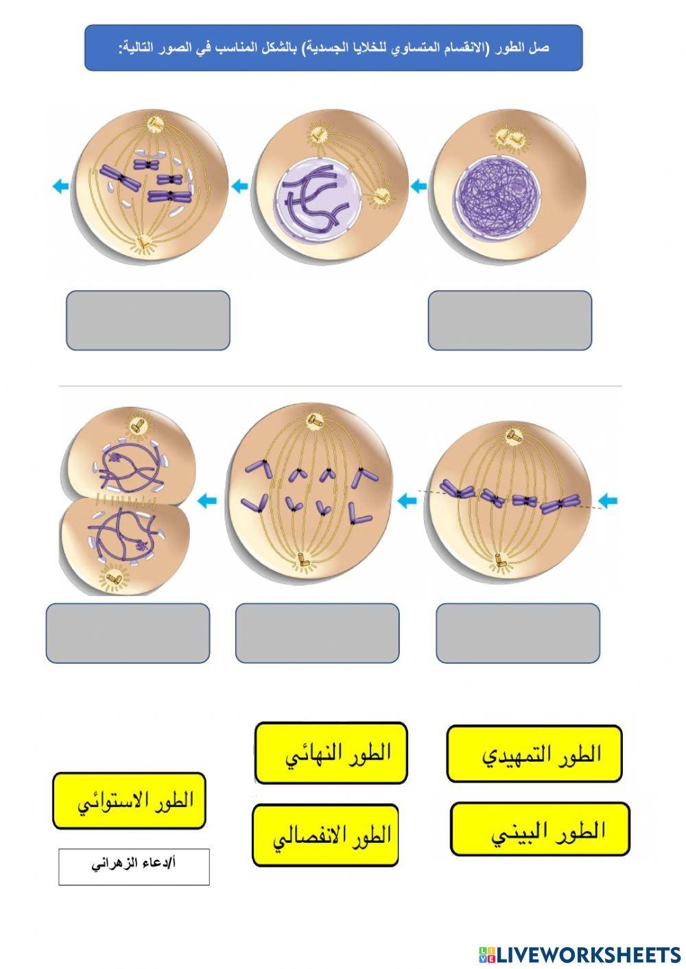 مراحل انقسام الخلية