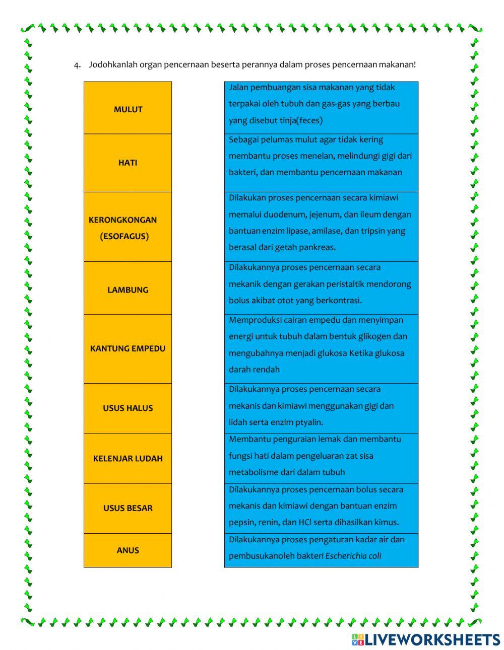 Lkpd up sistem pencernaan