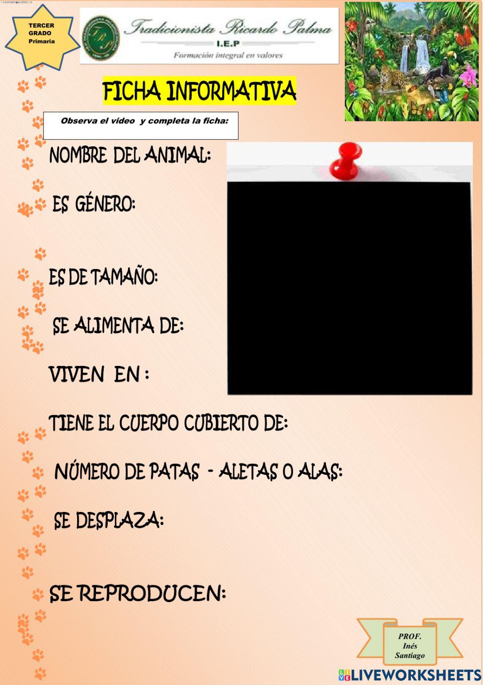 El gallito de las rocas