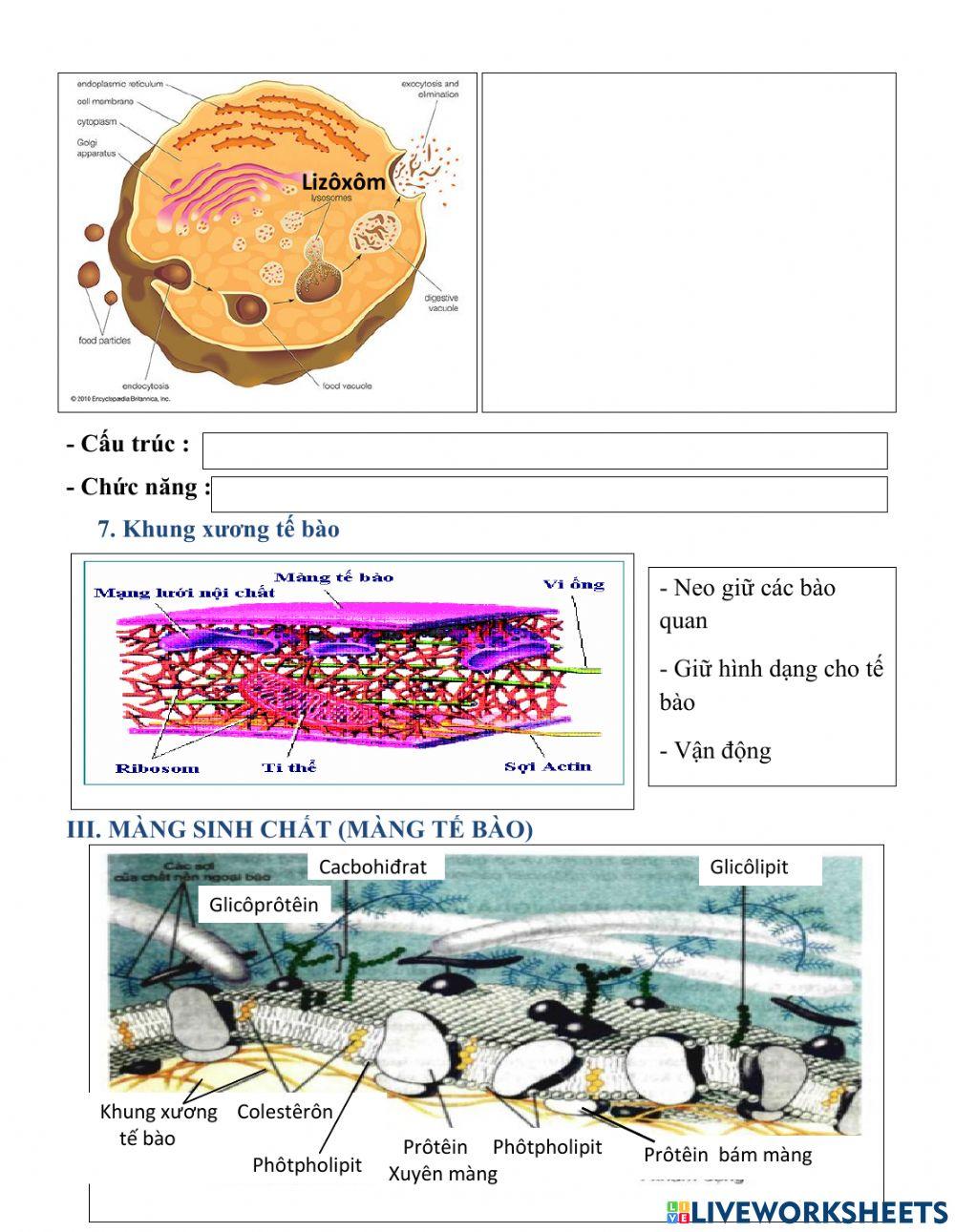 CHỦ ĐỀ TẾ BÀO NHÂN THỰC (b8,9,10) SINH 10