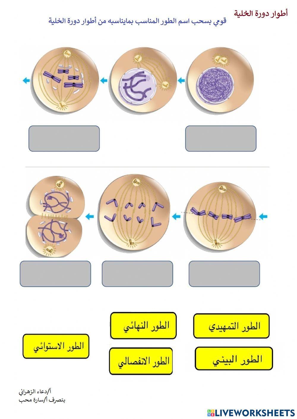 دورة الخلية
