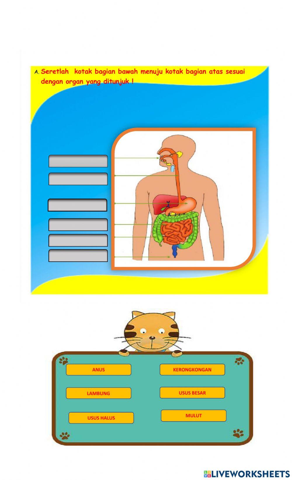 Lkpd interaktif sistem pencernaan
