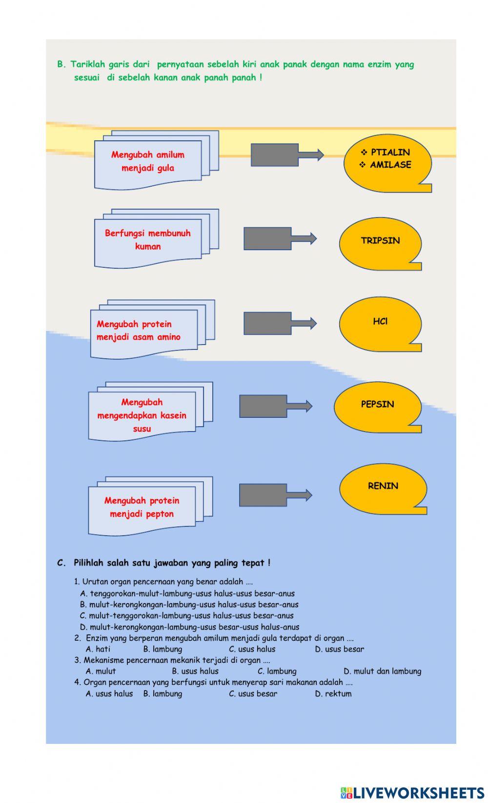 Lkpd interaktif sistem pencernaan