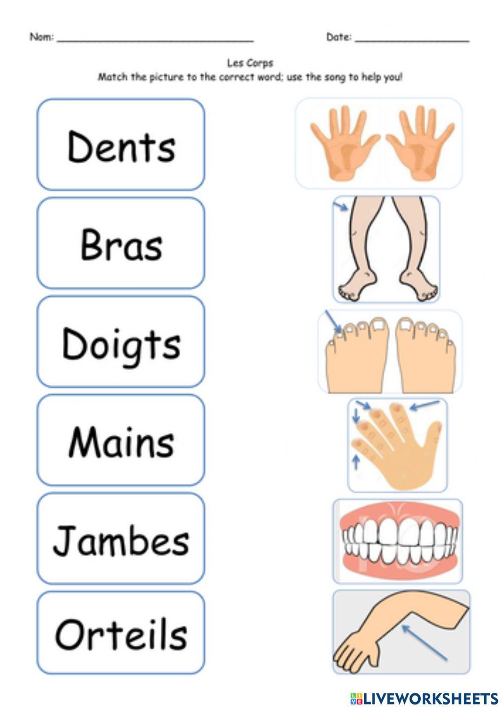 Parts of the body in french