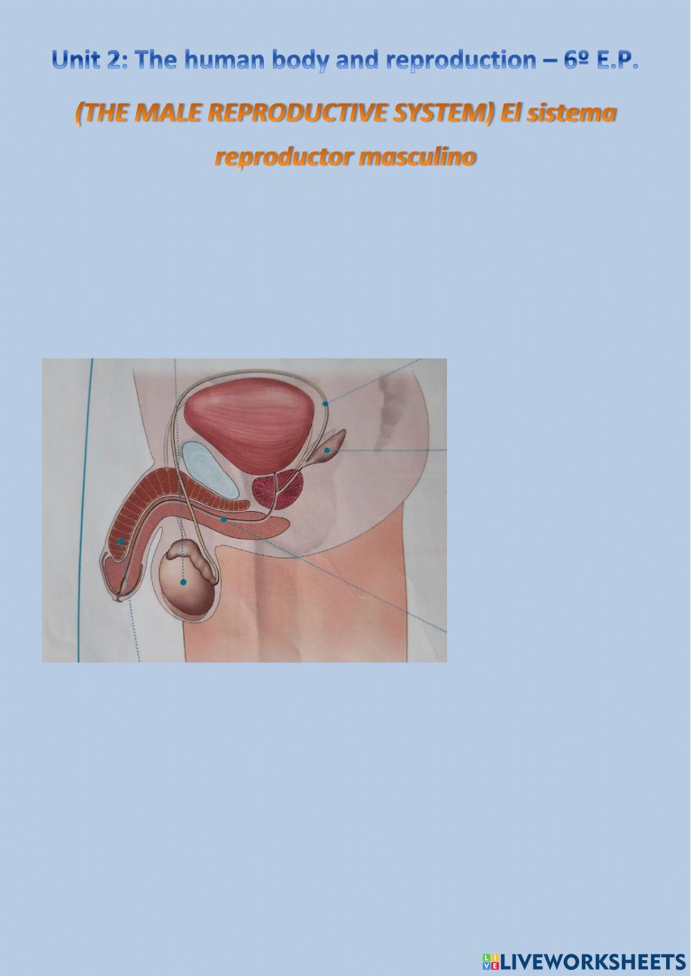 The male reproductive system