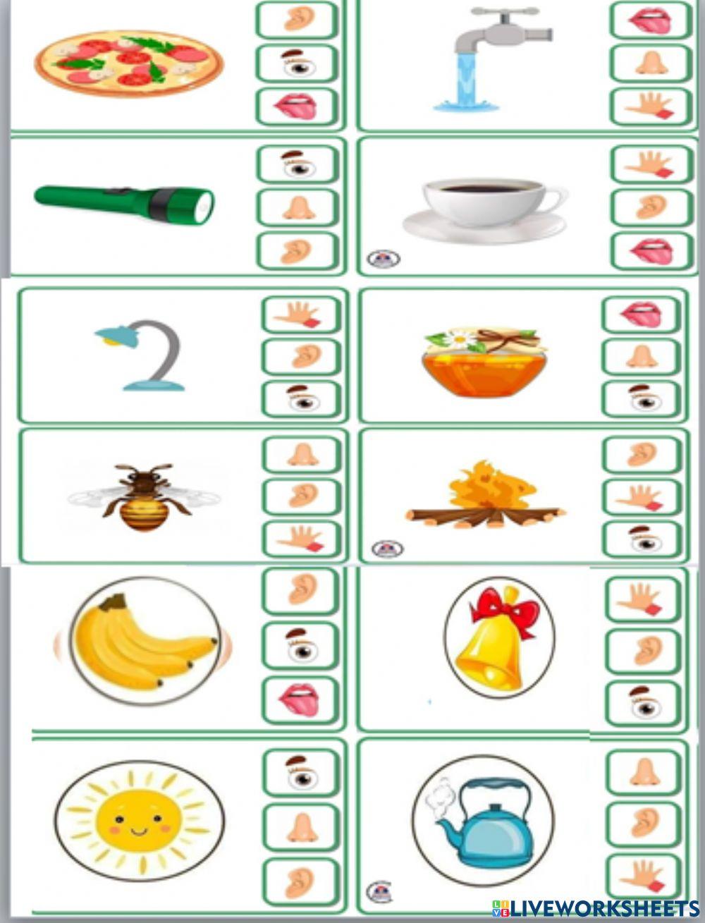 Органи чуття