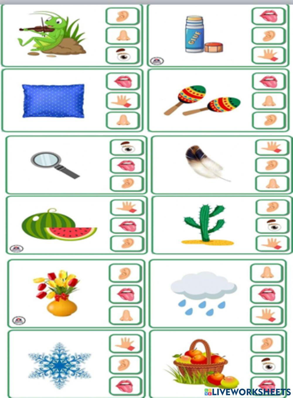 Органи чуття