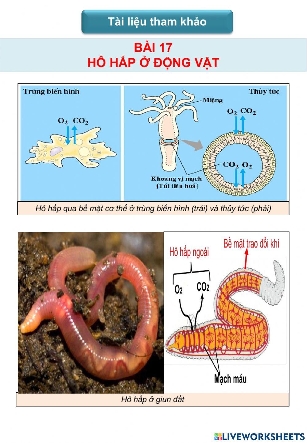 Hô hấp ở động vật - TLTK 1