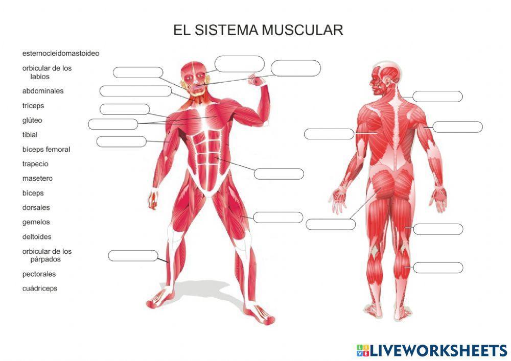 El sistema muscular
