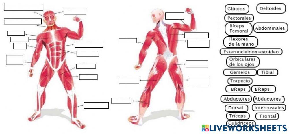 Músculos del cuerpo humano