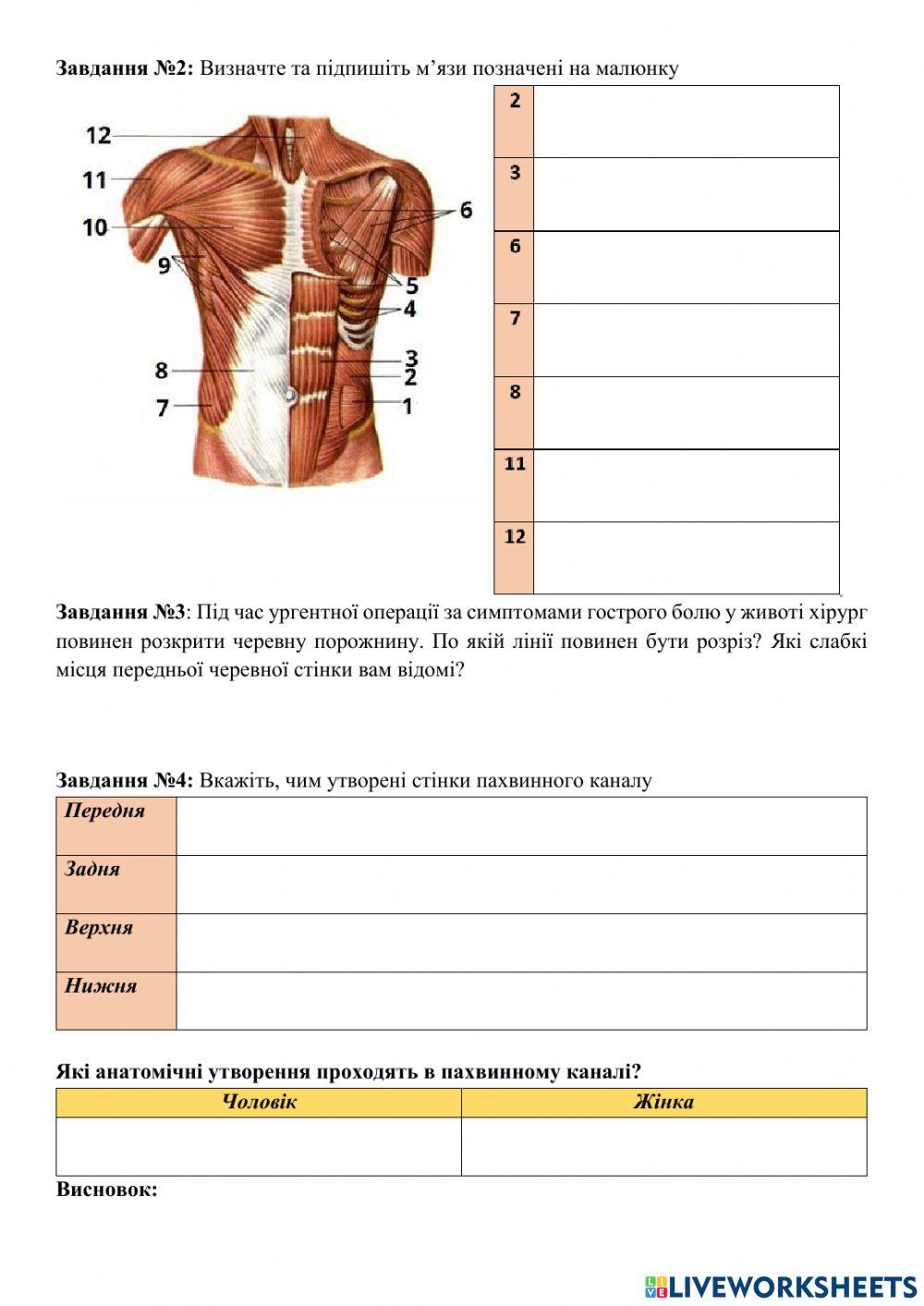 Анатомія м'язів тулуба