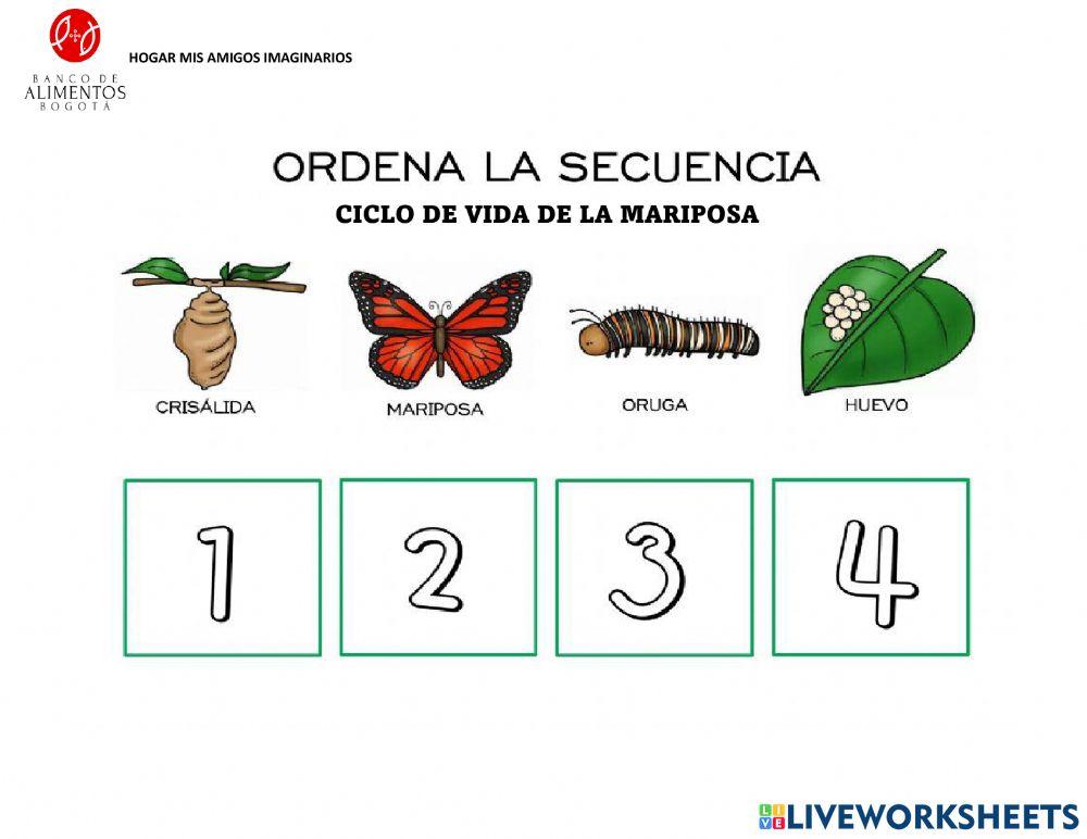 Ciclo de vida de la mariposa