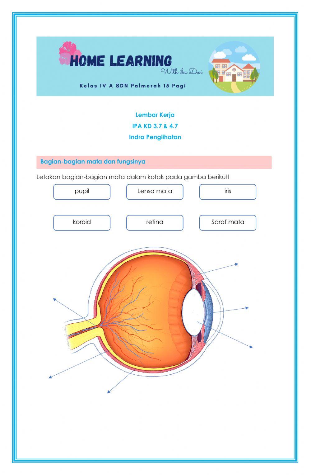 IPA Indera Penglihatan