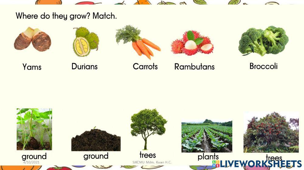 Where do they grow 1479049 kwanhc live worksheets