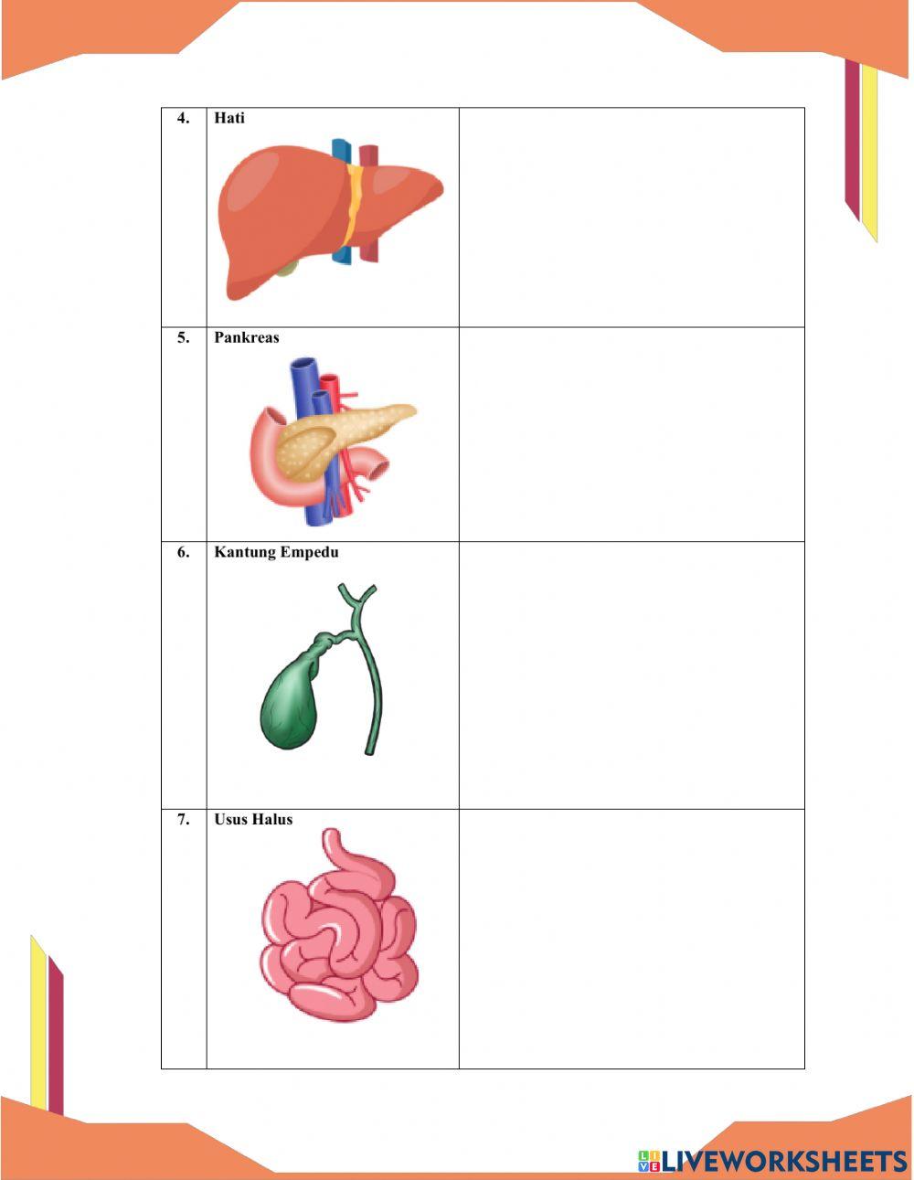 Proses Sistem Pencernaan Makanan