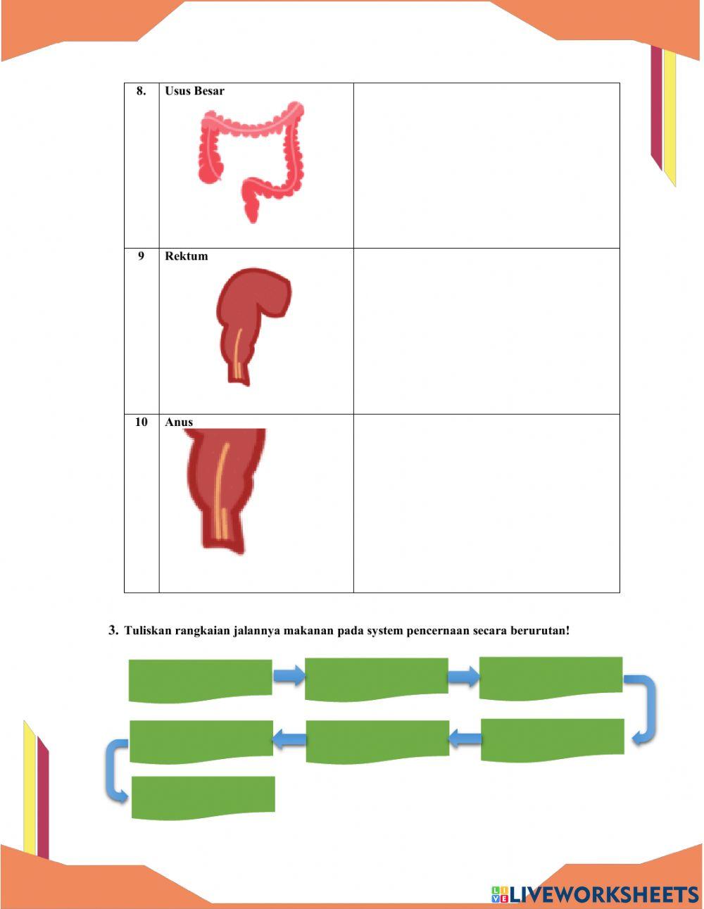 Proses Sistem Pencernaan Makanan