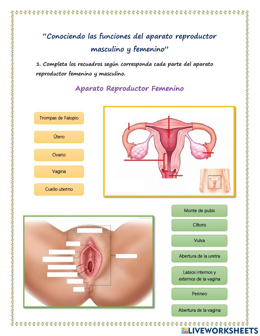 Conociendo el aparato reproductor